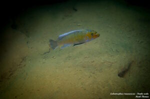 Labeotropheus trewavasae 'Pombo Rocks'